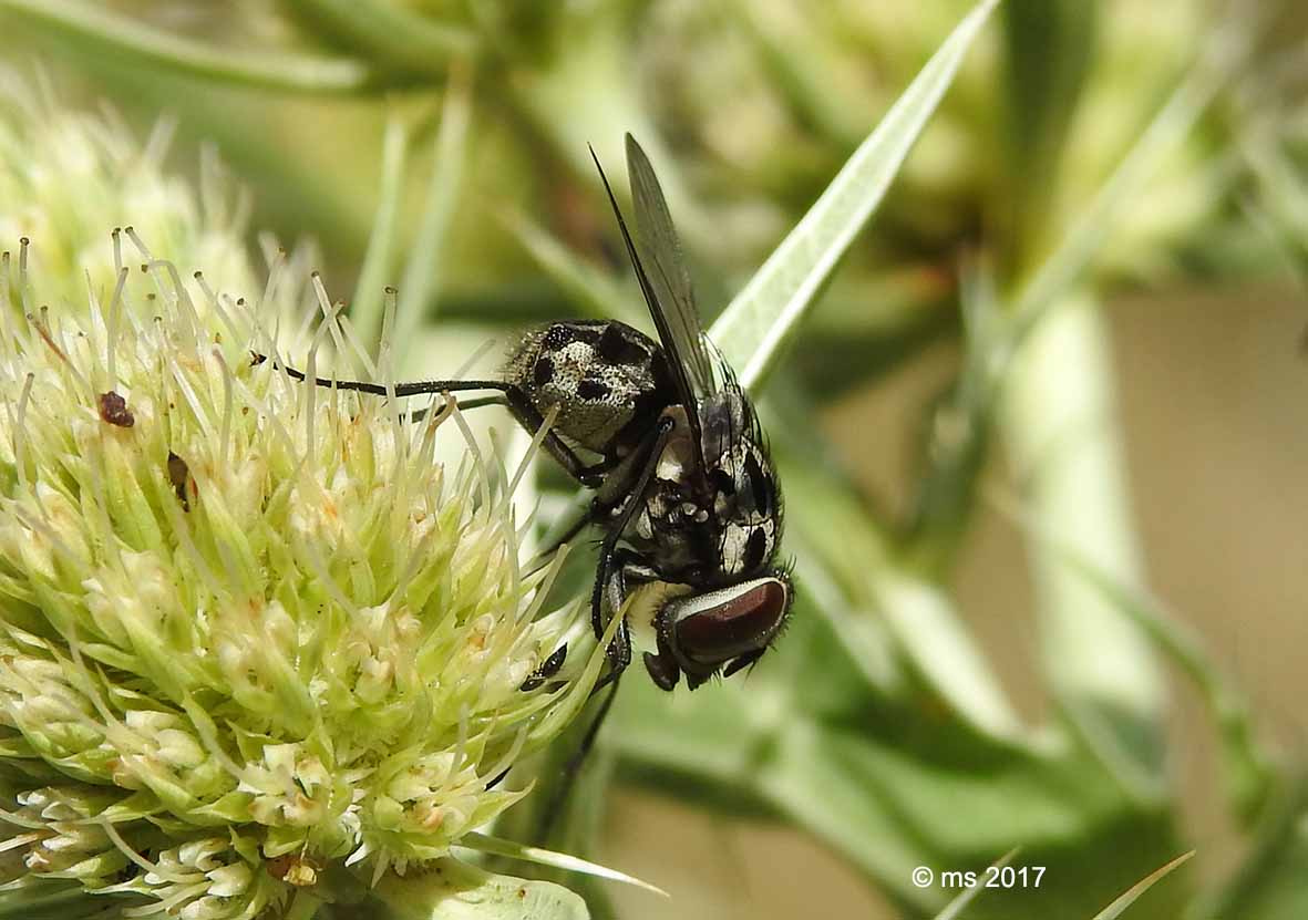 Muscidae: Graphomya maculata